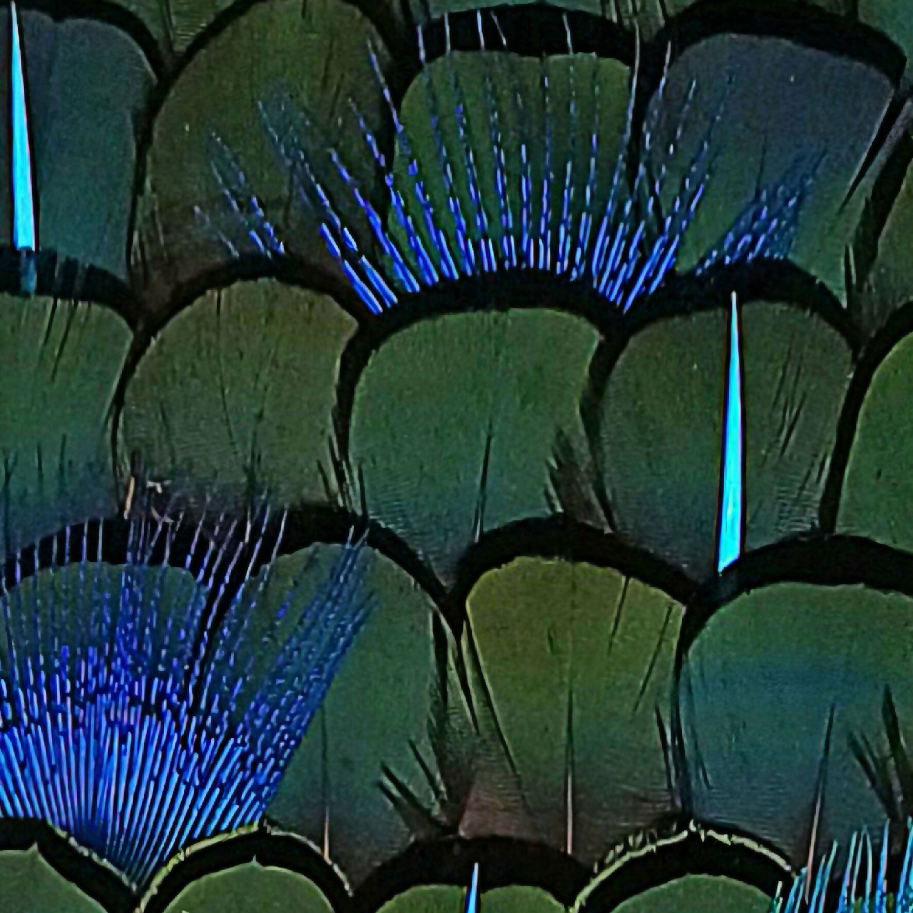composition_en_plumes_lady_fanny_litzia copie | EMPREINTES Paris