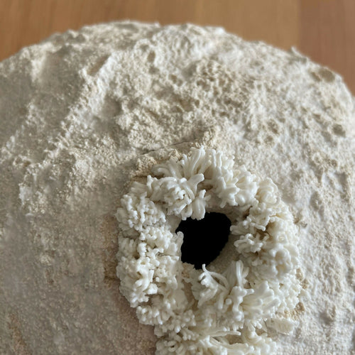 Sculpture Palingensia | EMPREINTES Paris - EMPREINTES Paris