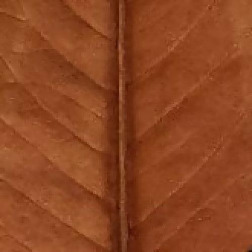 entre_2_verres_magnolia_carole_bonneau copie | EMPREINTES Paris - EMPREINTES Paris