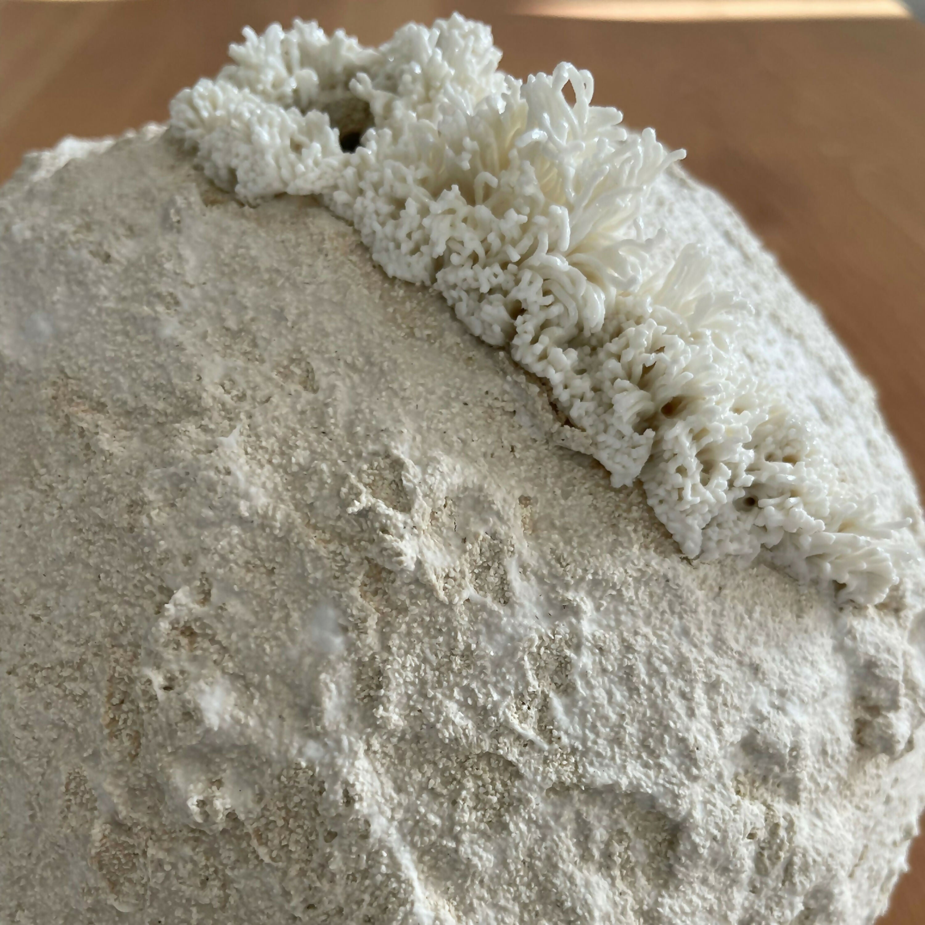 Sculpture Palingensia | EMPREINTES Paris