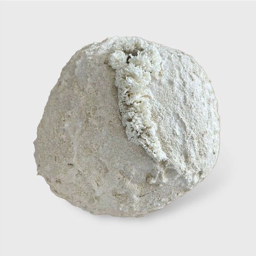 Sculpture Palingensia | EMPREINTES Paris - EMPREINTES Paris