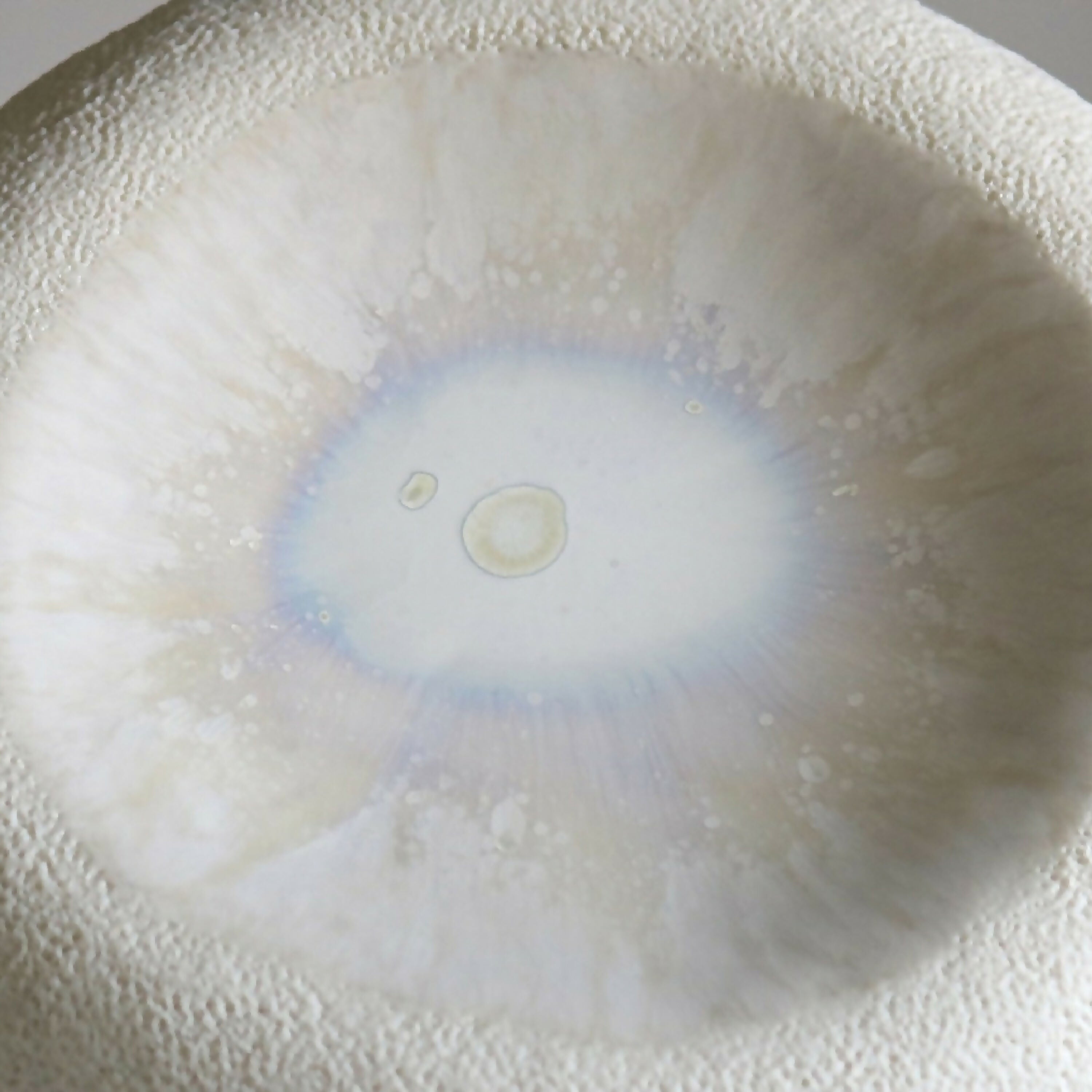 Assiette Rocher corail | EMPREINTES Paris