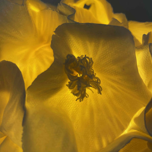 Lampe sculpture Anthéa 2 | EMPREINTES Paris - EMPREINTES Paris