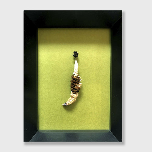 Composition Pomme de pince | EMPREINTES Paris - EMPREINTES Paris