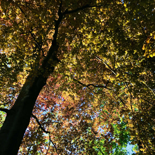 coffret_de_6_porte_couteaux_barrettes_sous_bois_mari_et_femme copie | EMPREINTES Paris - EMPREINTES Paris