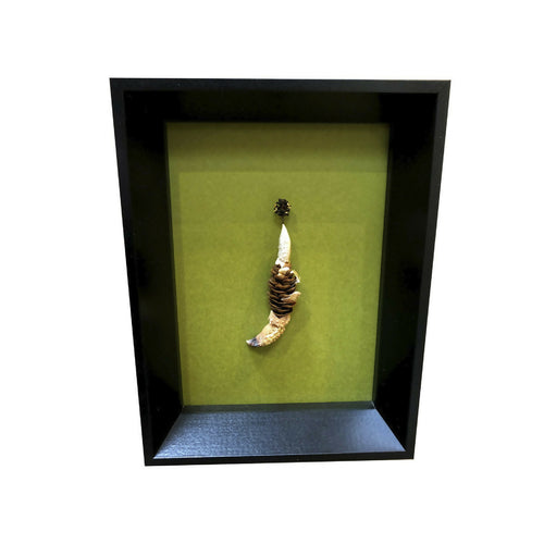 Composition Pomme de pince | EMPREINTES Paris - EMPREINTES Paris