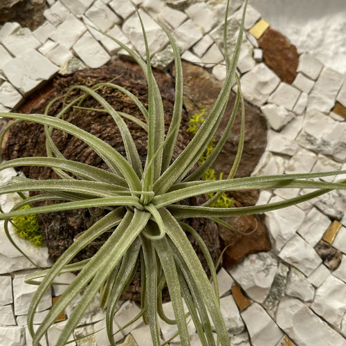 tableau_vegetal_mosaique_musea_mosaique copie | EMPREINTES Paris - EMPREINTES Paris