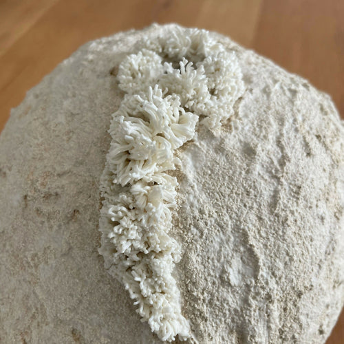 Sculpture Palingensia | EMPREINTES Paris - EMPREINTES Paris