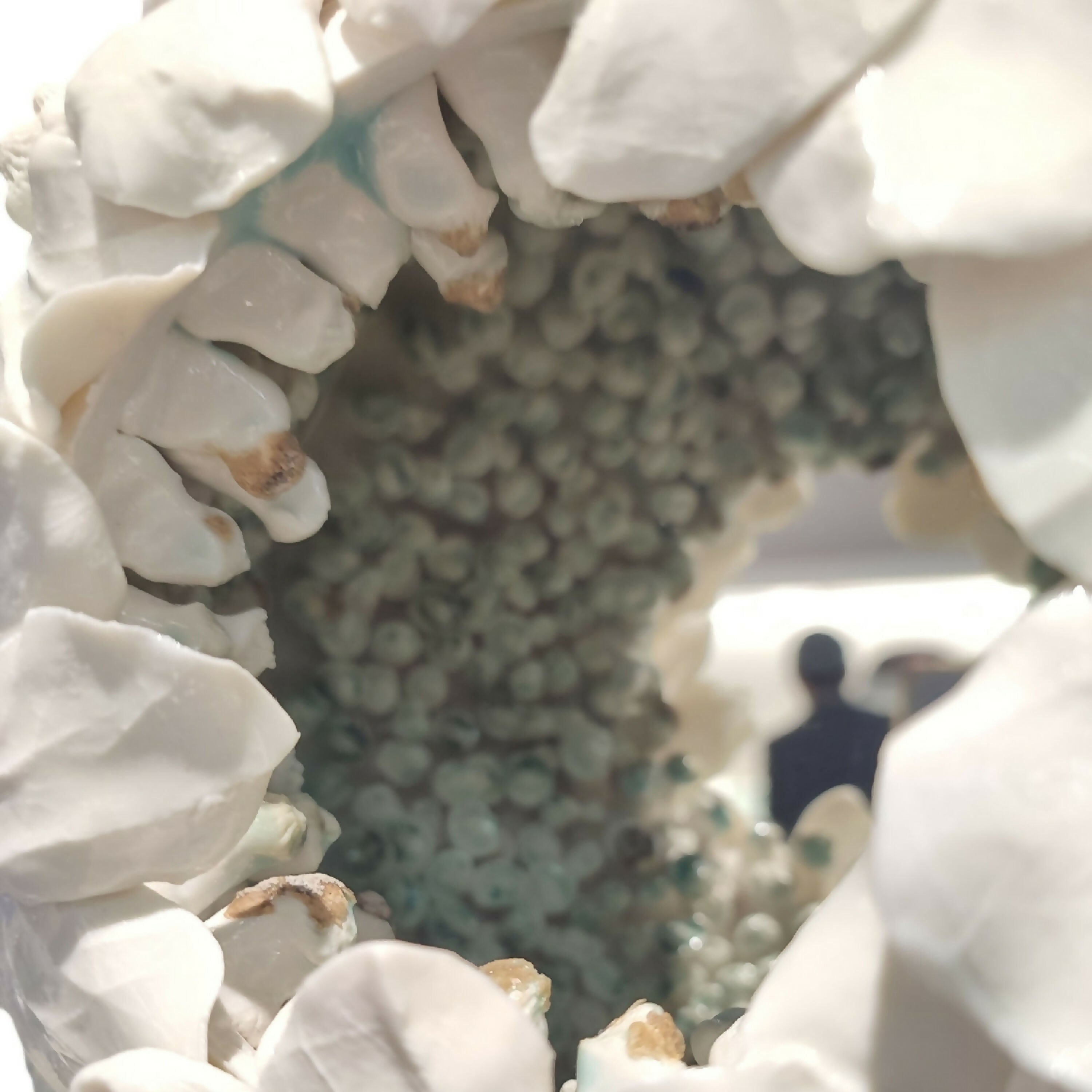 miroir_hydrangea_ii_sophie_luline_ceramiste copie | EMPREINTES Paris