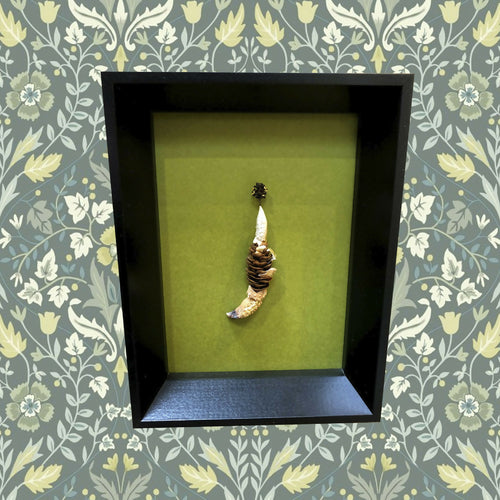 Composition Pomme de pince | EMPREINTES Paris - EMPREINTES Paris