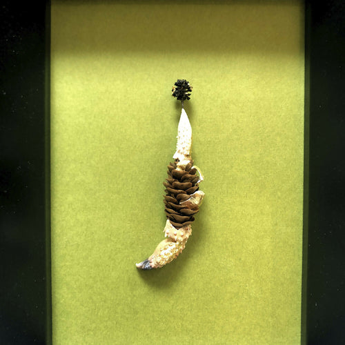 Composition Pomme de pince | EMPREINTES Paris - EMPREINTES Paris