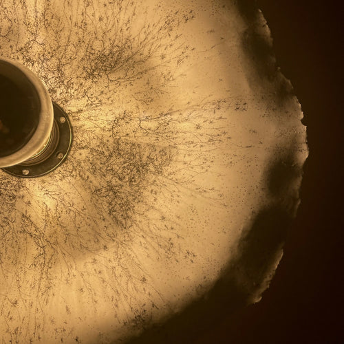 Applique fleur-dessin Graminées | EMPREINTES Paris - EMPREINTES Paris