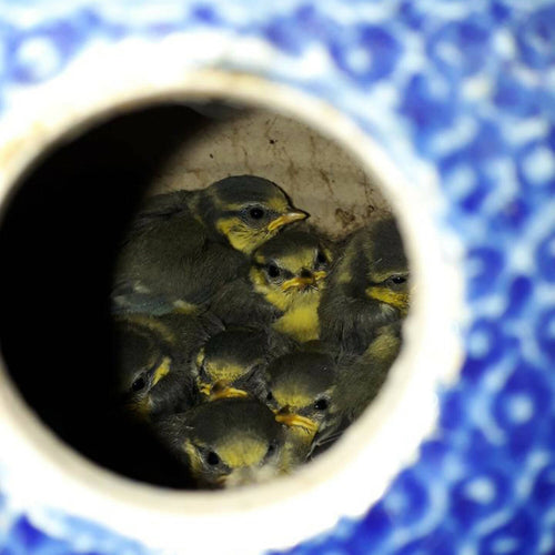 Nichoir Bleu | EMPREINTES Paris - EMPREINTES Paris