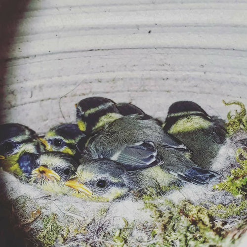 Nichoir Bleu | EMPREINTES Paris - EMPREINTES Paris