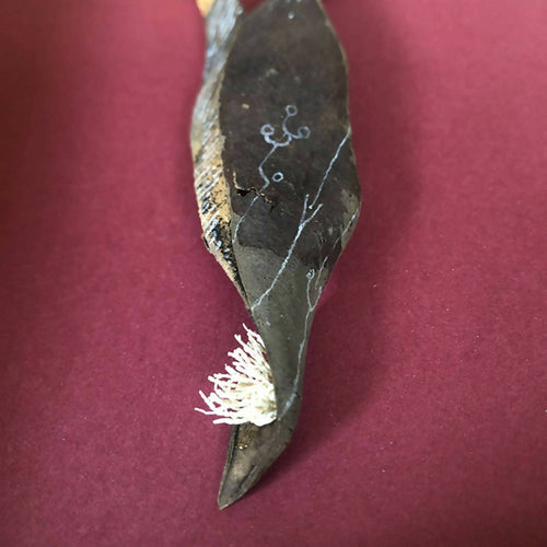 Composition Cornu | EMPREINTES Paris - EMPREINTES Paris