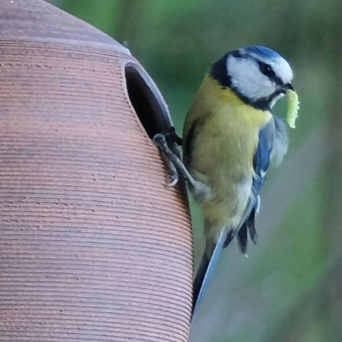 Nichoir Corten | EMPREINTES Paris - EMPREINTES Paris